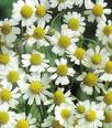 German chamomile, herb, what is chamomile, what is german chamomile